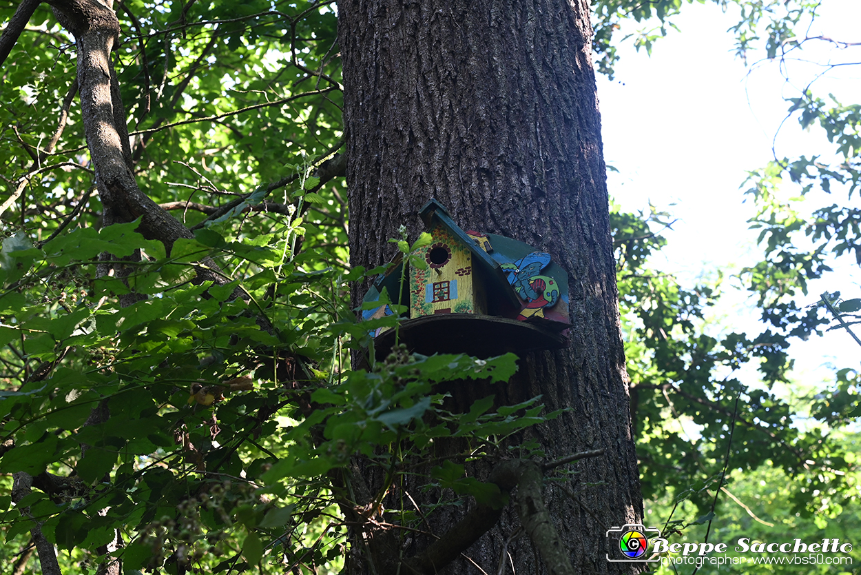 VBS_4771 - Il bosco fatato - Montaldo Roero.jpg